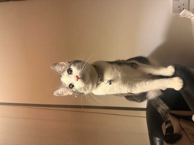 Tiku the cat, sitting upright and judging